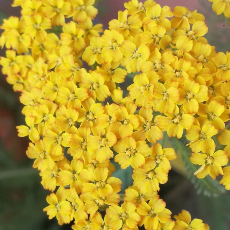 Plant image Achillea filipendulina