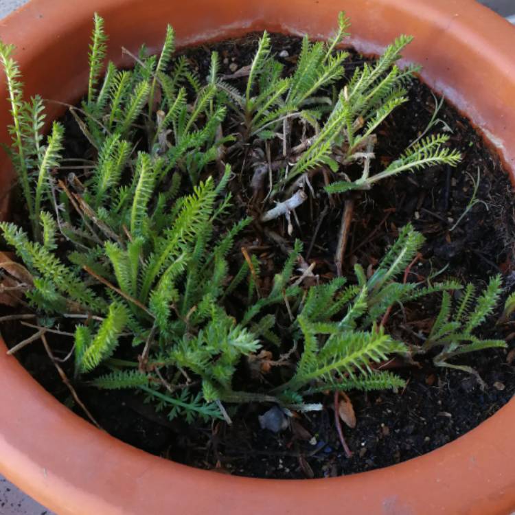 Plant image Achillea filipendulina