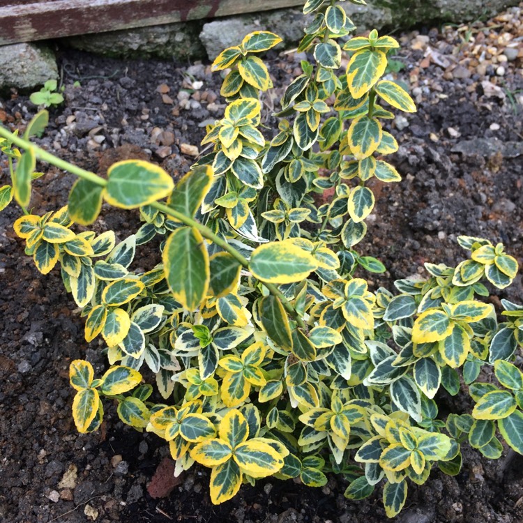 Plant image Euonymus fortunei 'Golden Harlequin'