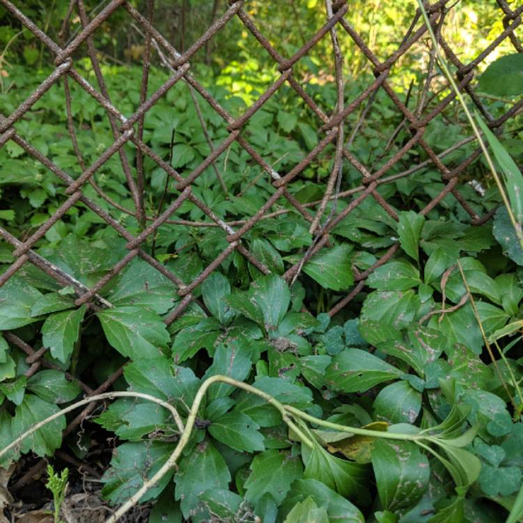 Plant image Glechoma hederacea