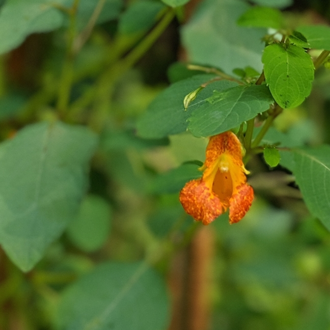 Plant image Impatiens capensis