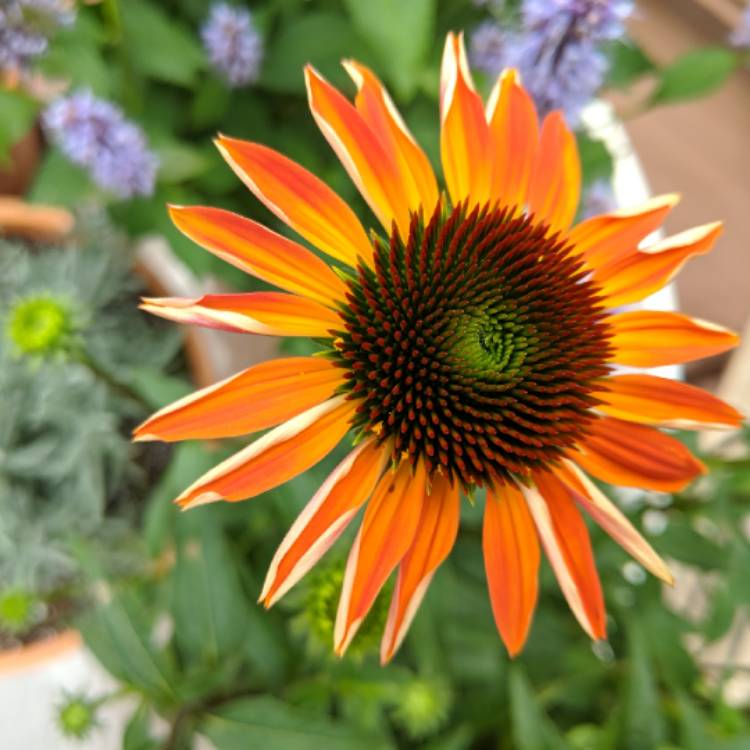 Plant image Echinacea 'Cheyenne Spirit' (Orange)