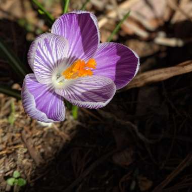 Crocus tommasinianus 'Ruby Giant'