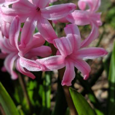 Hyacinthus orientalis 'Atlantic'