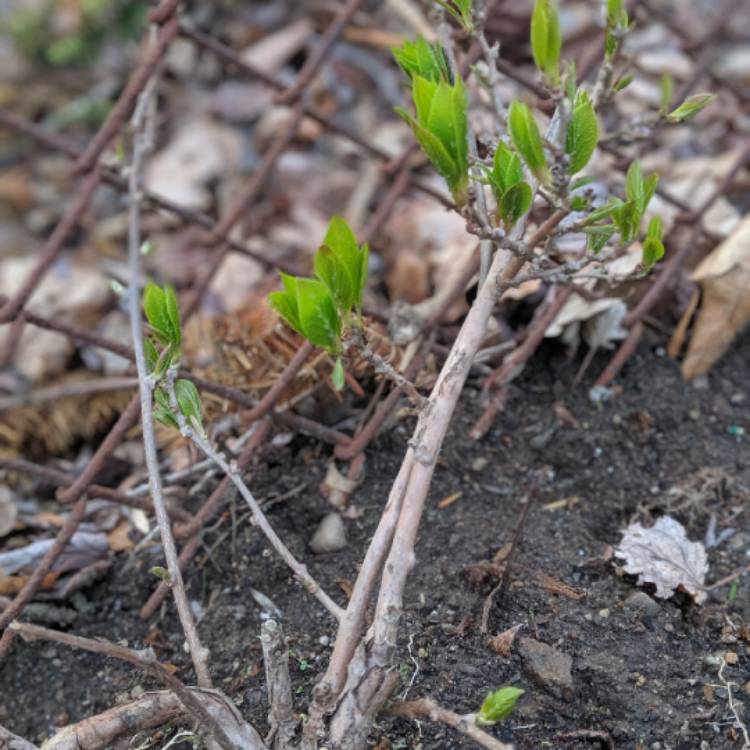 Plant image Actinidia arguta