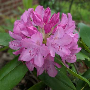 Rhododendron insigne