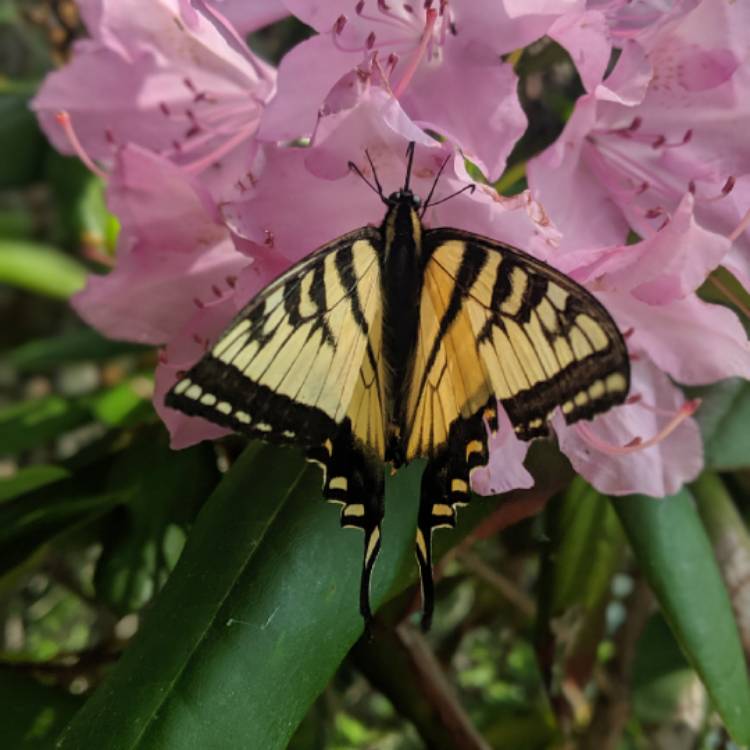 Plant image Rhododendron insigne