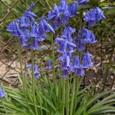 Hyacinthoides non-scripta