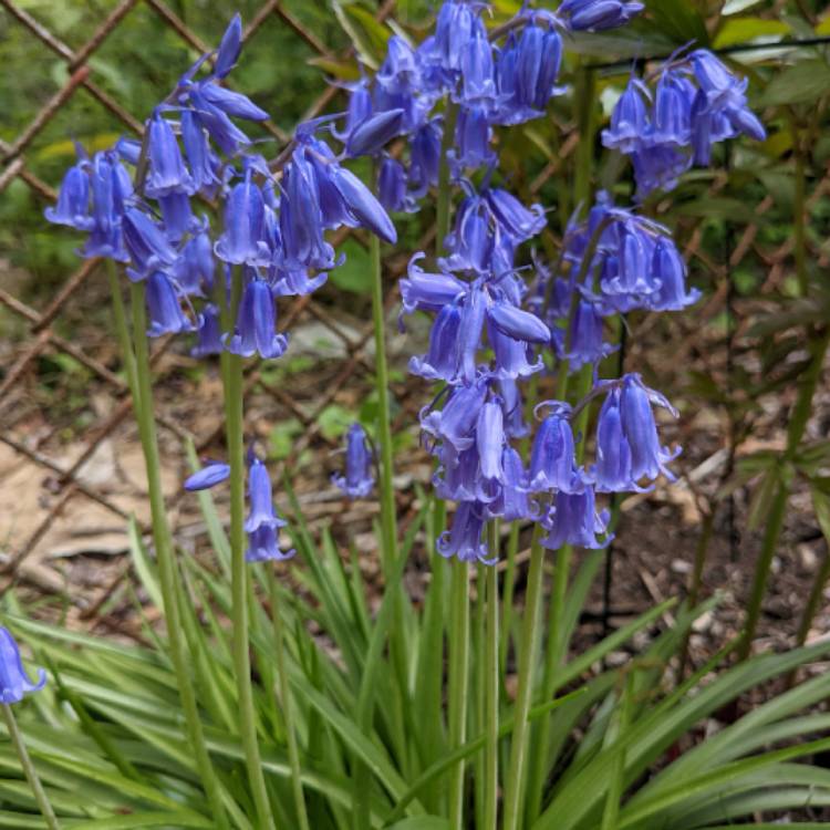 plant image 1476416