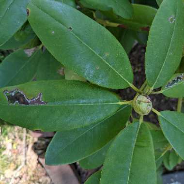 Rhododendron insigne