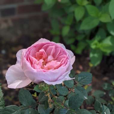 Rosa