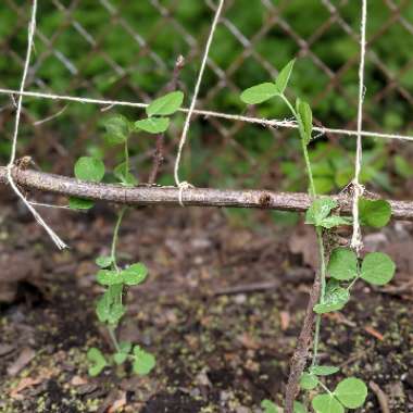 Pisum sativum var. macrocarpon 'Sugar Ann'