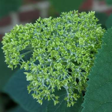 Hydrangea arborescens 'Annabelle'