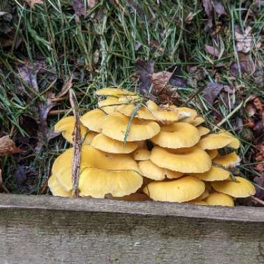 Pleurotus Ostreatus