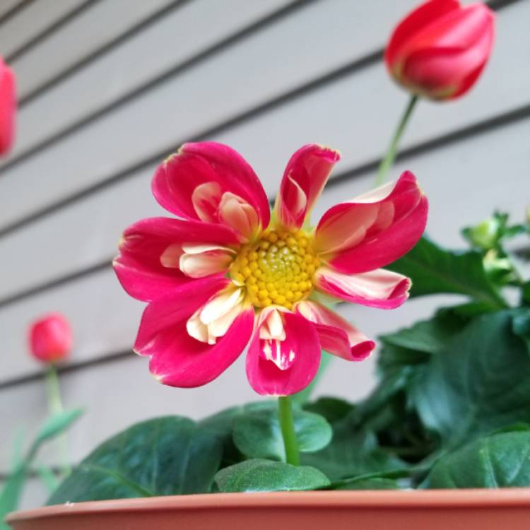 Plant image Dahlia 'Star Sister'