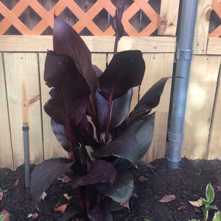 Plant image Canna 'Australia' syn. Canna x generalis 'Australia'