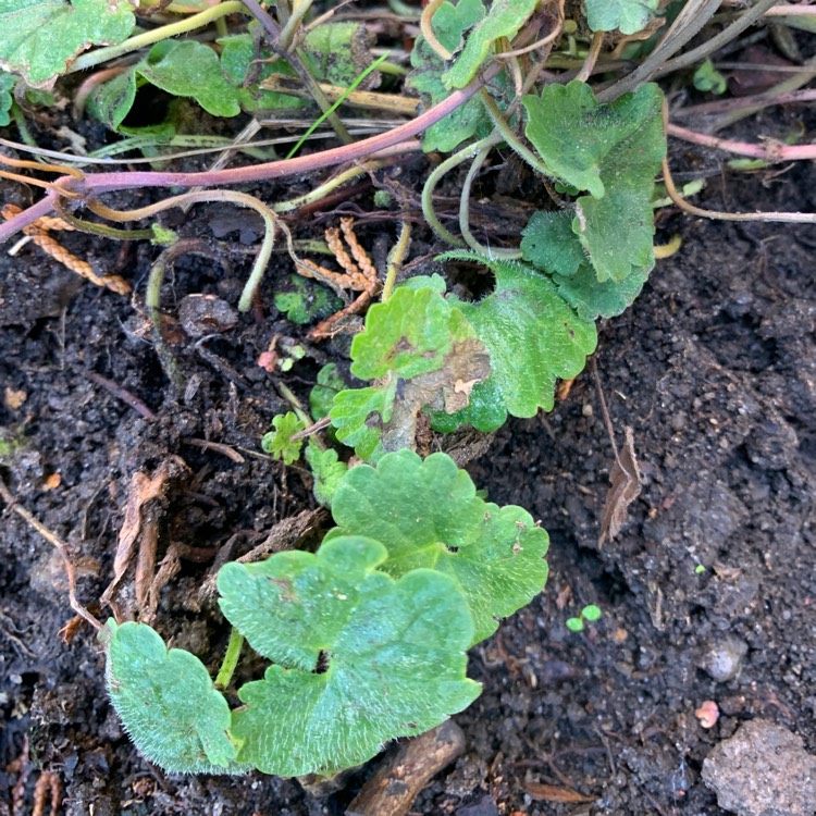 Plant image Tiarella wherryi