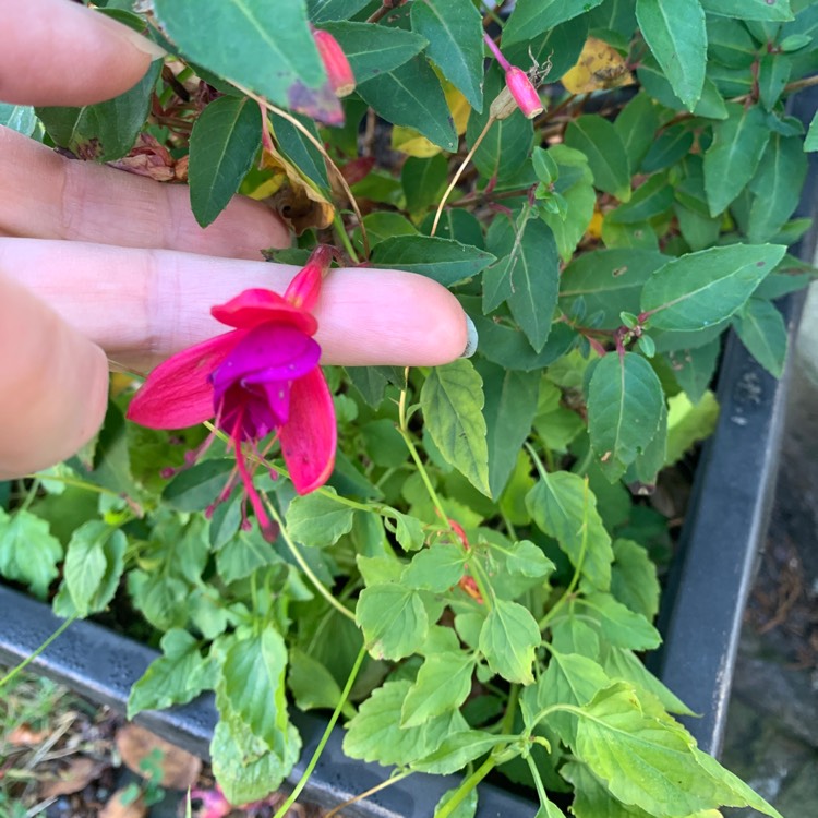 Plant image Fuchsia 'Shrimp Cocktail'