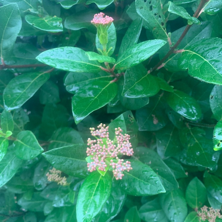 Plant image Viburnum tinus