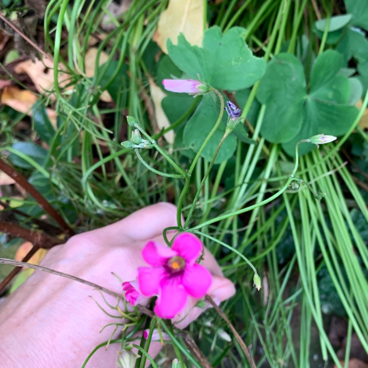 Plant image Oxalis debilis var. Corymbosa