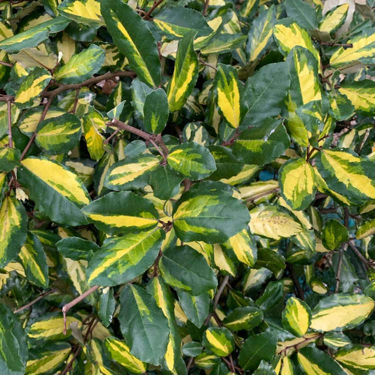 Plant image Elaeagnus pungens 'Maculata'