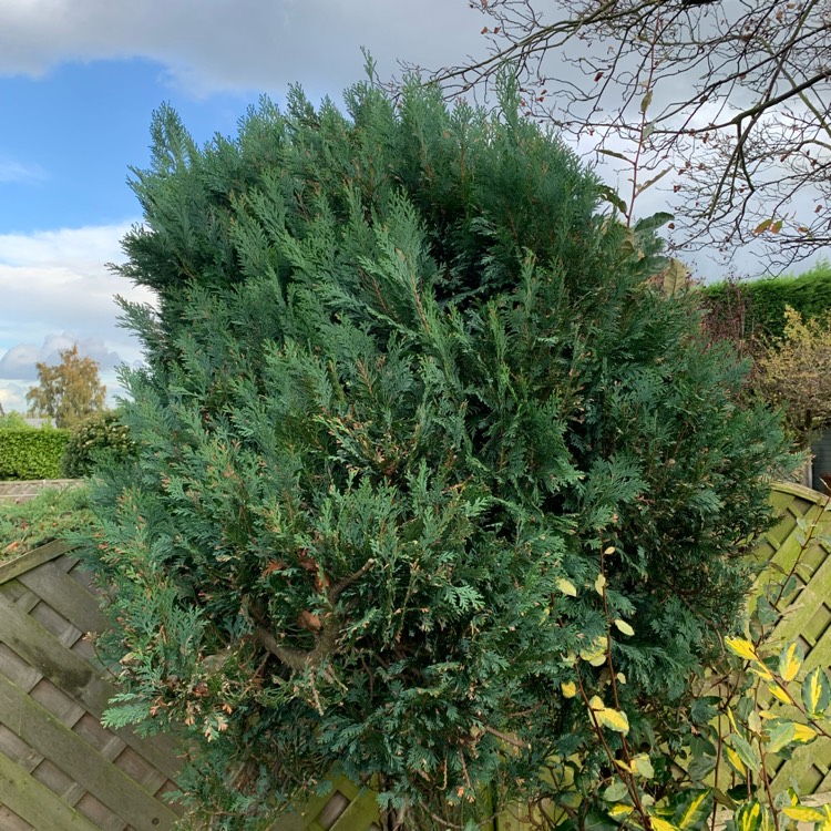 Plant image x Cuprocyparis leylandii