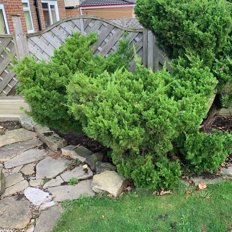 Plant image Juniperus sabina 'Arcadia'