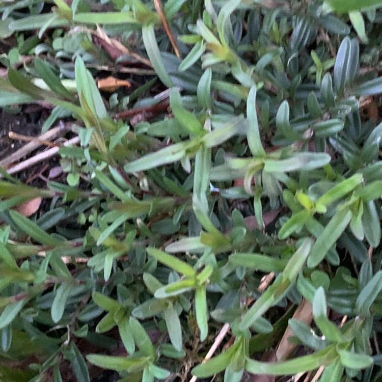 Plant image Dianthus deltoides 'Flashing Lights'