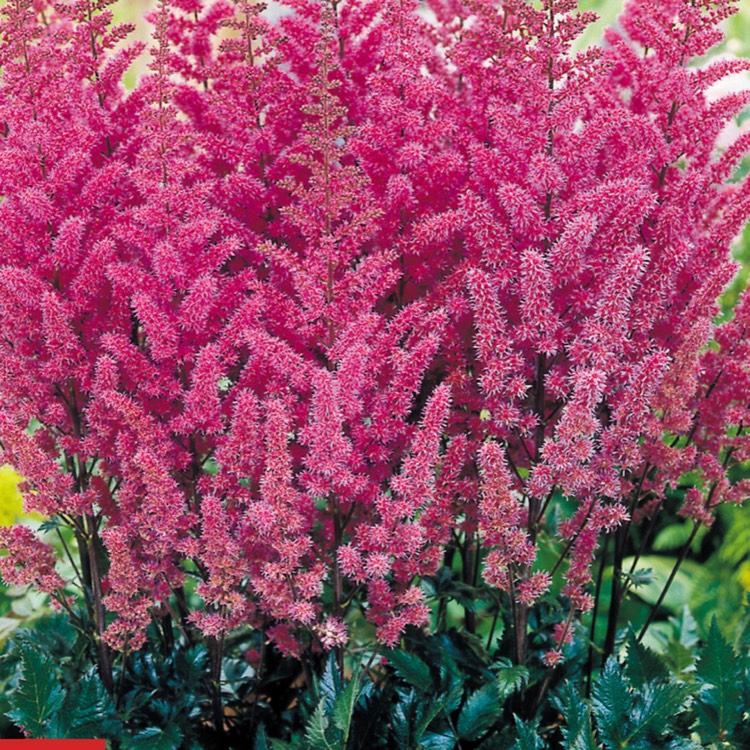 Plant image Astilbe x arendsii 'Erika'