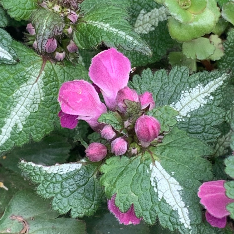 Plant image Lamium maculatum 'Golden Anniversary'