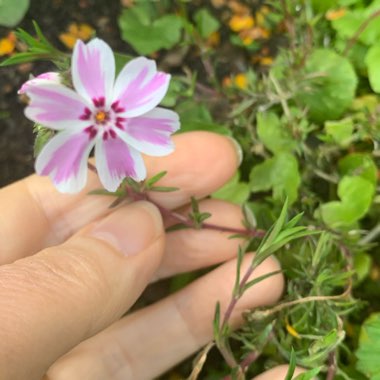 Phlox subulata