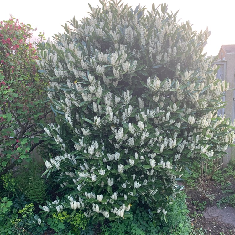 Plant image Prunus laurocerasus