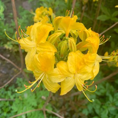 Rhododendron 'Luteum'