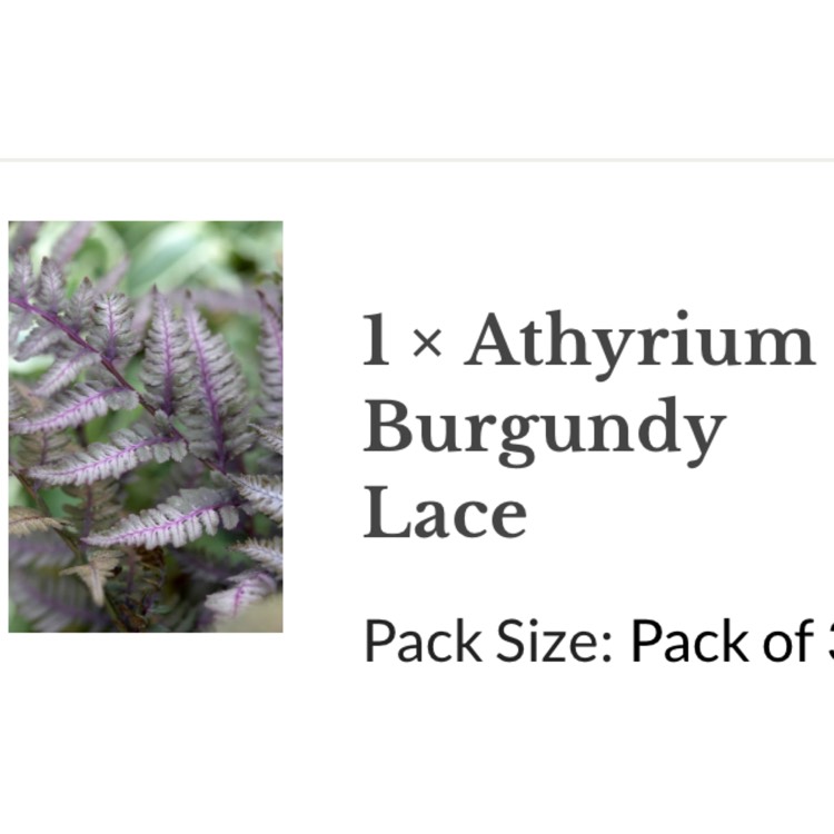 Plant image Athyrium niponicum var. pictum 'Burgundy Lace'