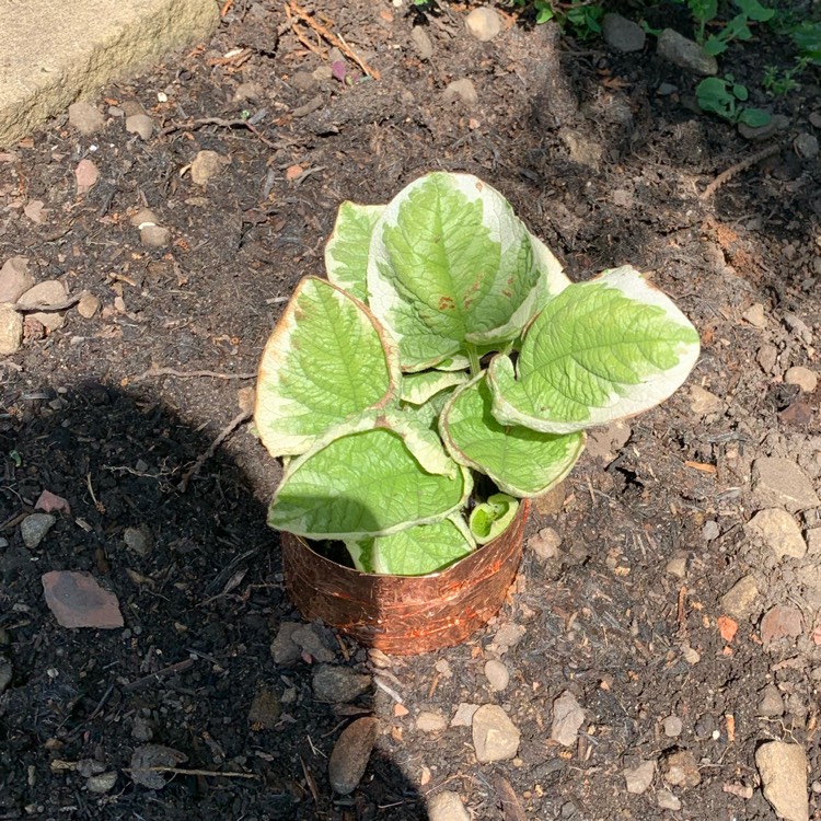 Plant image Brunnera macrophylla