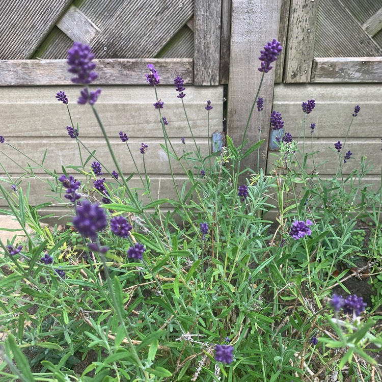 Plant image Lavandula angustifolia 'Munstead'