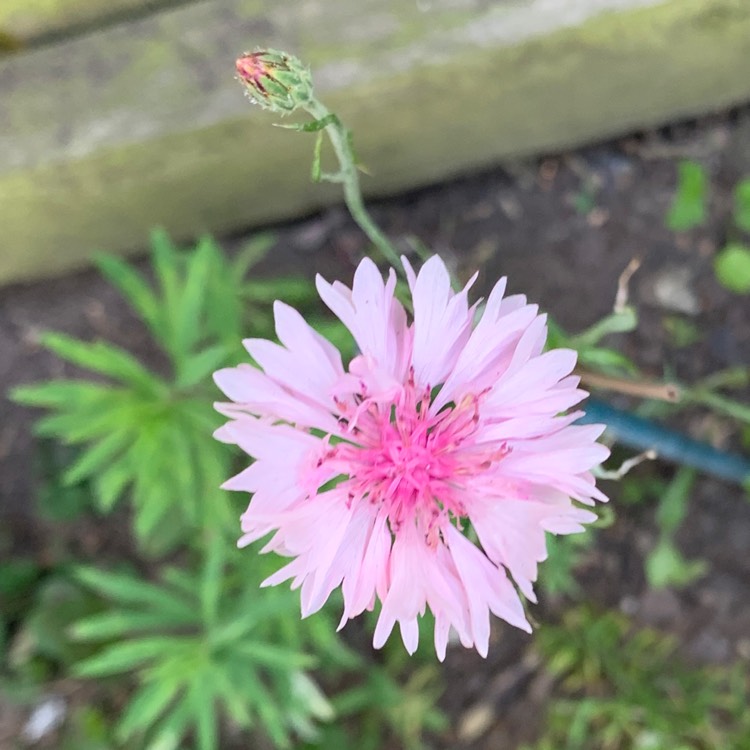 Plant image Centaurea Cyanus