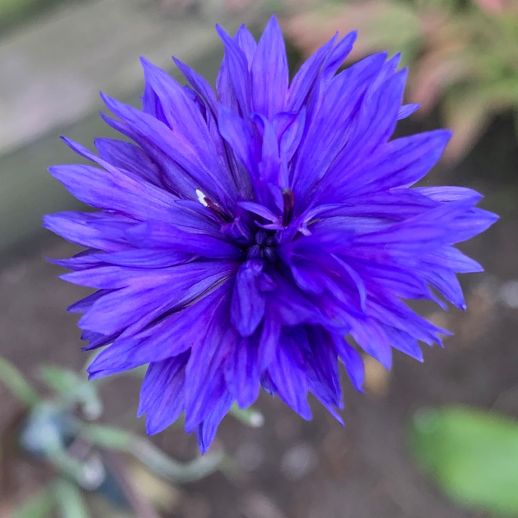 Plant image Centaurea Cyanus