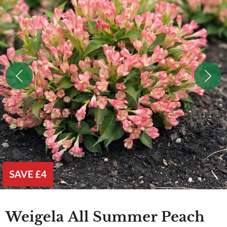 Plant image Weigela 'Slingpink' syn. Weigela 'All Summer Peach'