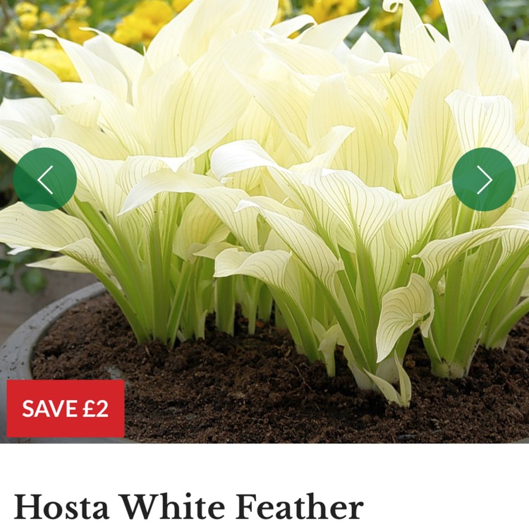 Plant image Hosta 'White Feather'