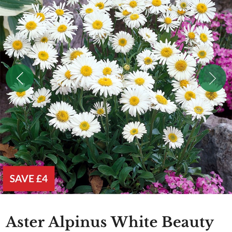 Plant image Aster alpinus 'Albus'