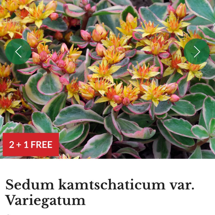 Plant image Sedum kamtschaticum var. kamtschaticum 'Variegatum'