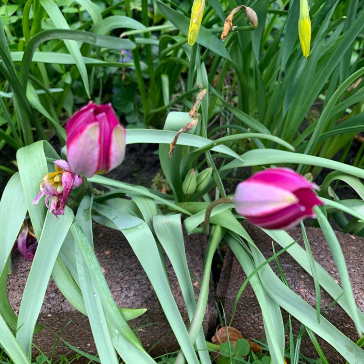 Plant image Tulipa 'Little Beauty' syn. Tulipa humilis 'Little Beauty'