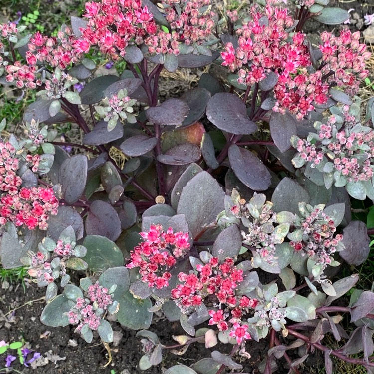 Plant image Sedum 'Sunsparkler Dazzleberry'