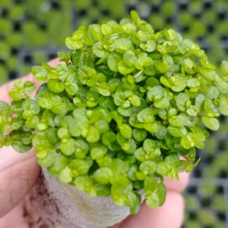 Plant image Pilea glauca 'Aquamarine'