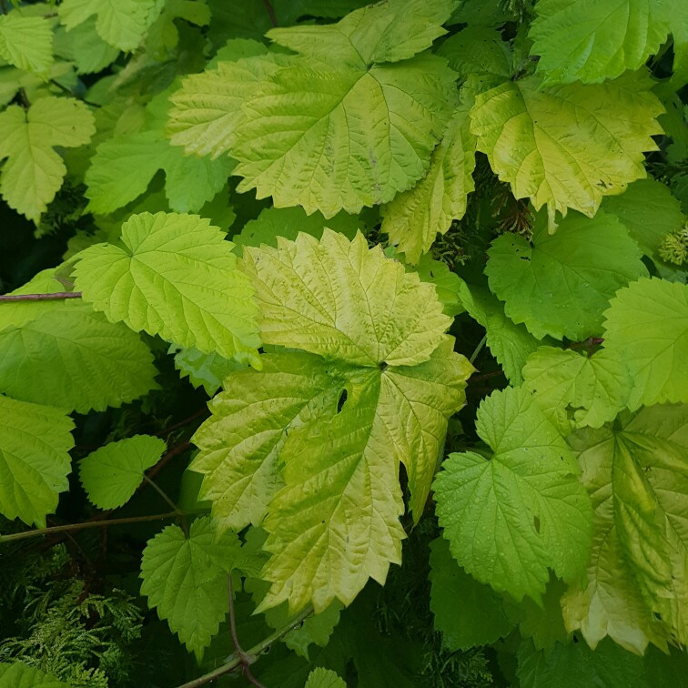 Hop 'Golden Tassels'