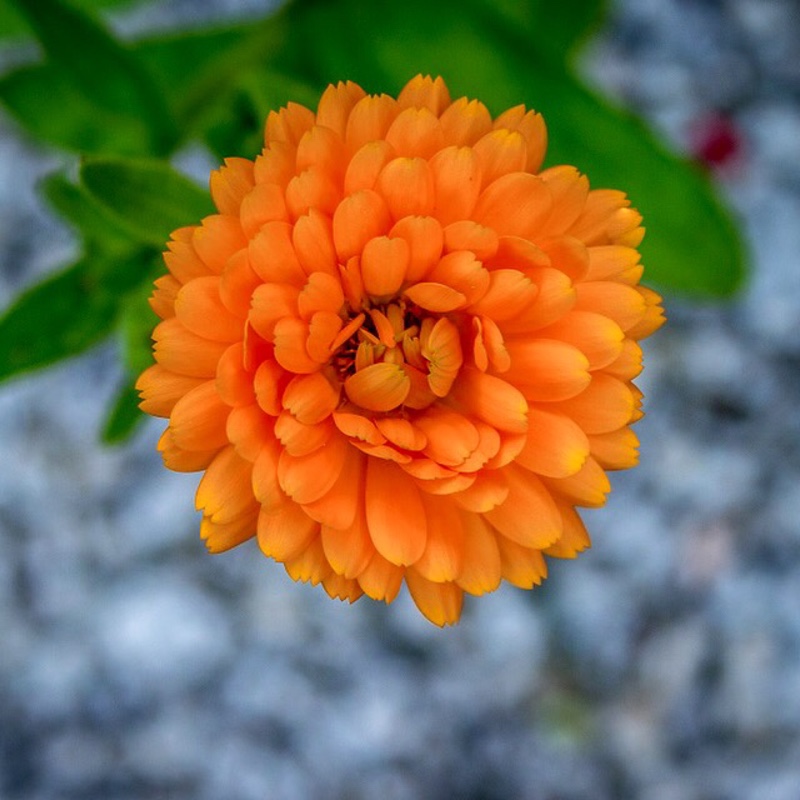 Pot Marigold