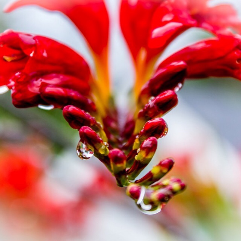 Montbretia 'Lucifer'