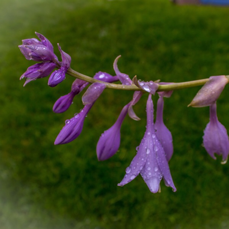 Plantain Lily 'Antioch'