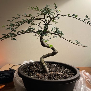 Bonsai